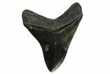 Serrated, Fossil Megalodon Tooth - South Carolina #173894-2